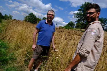 Producteur cherche paysan boulanger pour créer une ferme collective à Dontreix, dans le sud est de la Creuse