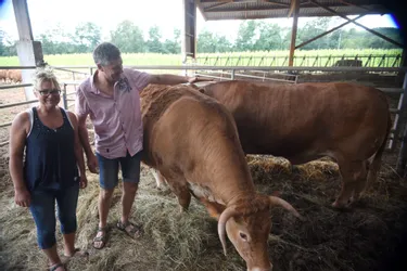 Corrèze : Des éleveurs de bovins se mettent à la vente directe