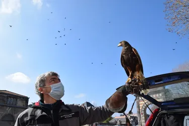 Un fauconnier et ses buses interviennent pour faire fuir les corbeaux du centre-ville de Riom