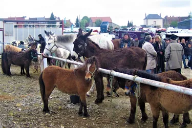 La 220e foire aux chevaux se prépare à Chénérailles