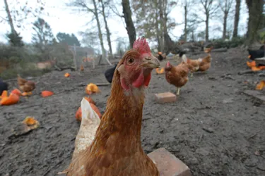 Une maison de retraite pour des poules créée en Limousin