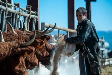 Malaise des agriculteurs : portrait d'un éleveur de bovins du Puy-de-Dôme en colère