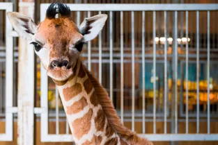 Un girafon est né au zoo d'Amnéville, une première pour le parc animalier