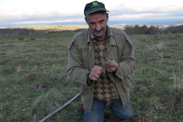 Dans le Cantal, il chasse le rat taupier "à l'ancienne"