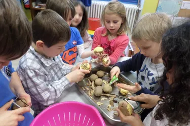 Les écoliers cuisinent des légumes bio