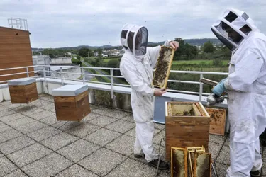 Première récolte de miel à la station d’épuration de Gourgue Nègre