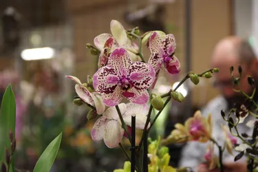 Arrosage, floraison, rempotage... Des conseils de pro pour vos orchidées glanés au Salon de Brioude