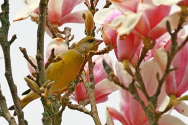 Le magnolia fait fleurir les oiseaux