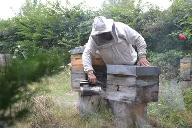 Près de cinquante ruches volées à un apiculteur de Haute-Loire