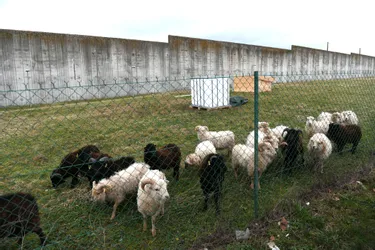 Des moutons morts devant le centre pénitentiaire de Moulins-Yzeure
