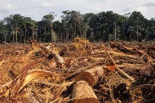 « Il faut arrêter de subventionner la destruction du vivant » alerte WWF France