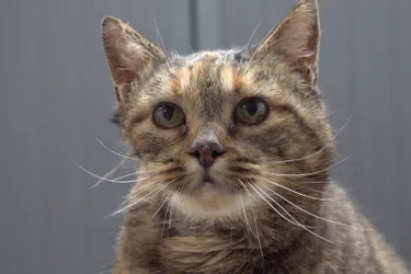 Eglantine, chatte de 10 ans est à adopter à l'APA du Puy-de-Dôme