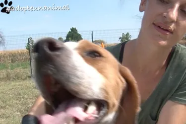 Gato, un chien de race Pointer à adopter à l'APA du Puy-de-Dôme