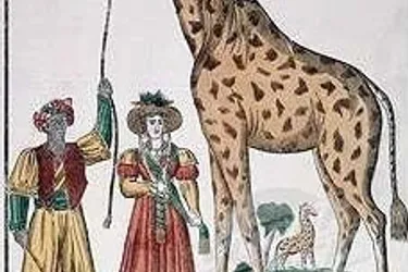 « La girafe du roi », un cadeau diplomatique légendaire