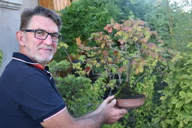 Un bonsaï, cela vous plairait ? Les conseils d'Hervé Revelard, paysagiste à Sauxillanges (Puy-de-Dôme)