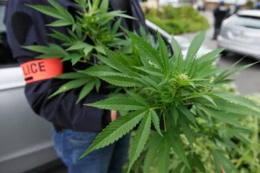 Les policiers de Tulle (Corrèze) saisissent 750 grammes d'herbe et 10 pieds de cannabis chez un mineur qui commerçait via Snapchat
