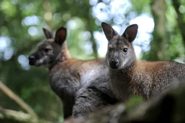 A 70 km du Loiret, des kangourous sauvages se sont installés dans la forêt de Rambouillet