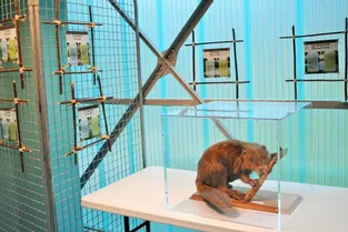 Une expo sur le milieu de vie du castor