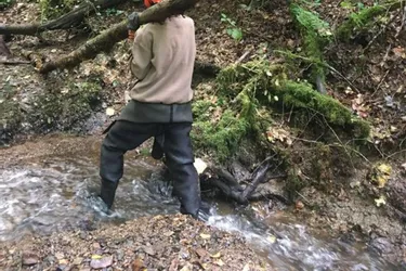 Les pêcheurs de Tulle veulent faire du ruisseau le Chadon une pouponnière à truites