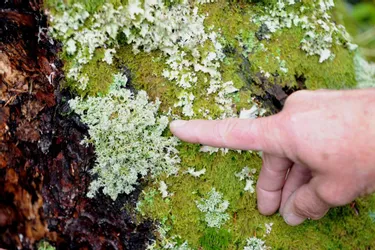1.000 données validées pour l'enquête Lichens du Massif Central