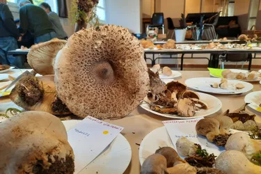 Une exposition pour tout savoir sur les champignons à Lachaux (Puy-de-Dôme)