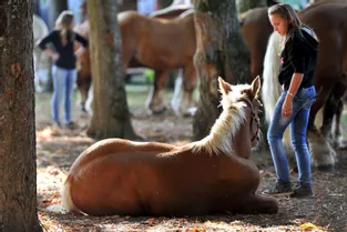 EN IMAGES:: chevaux de traits au Petit Bois de Cosne.