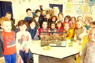 Les écoliers observent les escargots