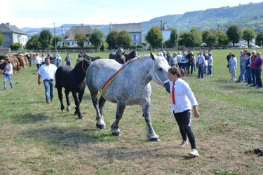 Le palmarès du concours des chevaux de races lourdes de Polminhac (Cantal)