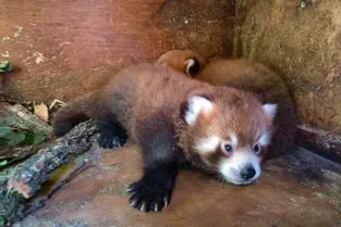 Et si vous trouviez le nom des bébés pandas roux du Parc animalier d'Auvergne, à Ardes-sur-Couze ?