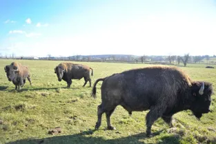 L’histoire d’amour de Matthieu Péron qui élève 190 bisons nord-américain sur la commune