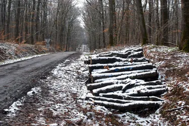 L'ONF Berry Bourbonnais invite à ne pas se rendre en forêt suite à l'épisode de neige dans l'Allier