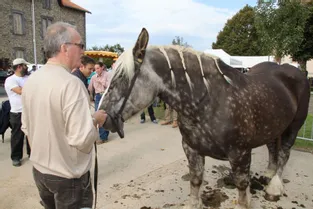 Vingt éleveurs ont présenté les chevaux de la Saint-Géraud