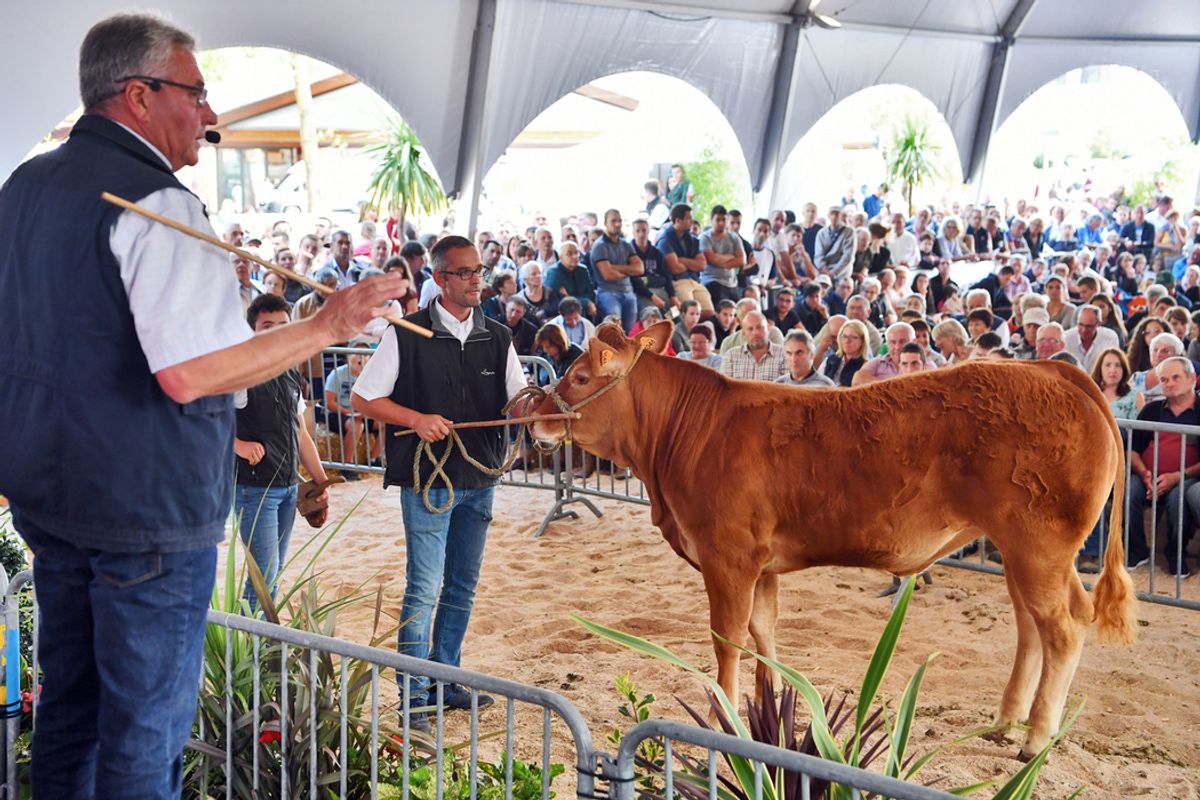 Le Nec Plus Ultra Des Bovins Vendu Au Festival De L levage Brive le-nec-plus-ultra-des-bovins-vendu-au-festival-de-l-levage-brive