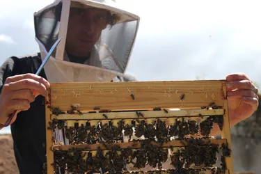 Dans l'Allier, l’éleveur d'abeilles a fait son miel même si l’année 2021 a été difficile