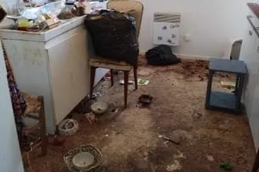 Une dizaine de chats en piteux état récupérés dans un appartement insalubre à Meymac (Corrèze)