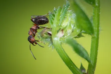 Une exposition sur les fourmis rousses à découvrir