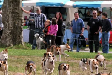 Saint-Fargeol fête la chasse aujourd’hui avec 350 chiens