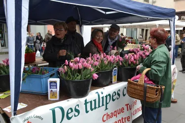 Un bouquet de tulipes contre le cancer