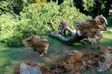 La mort du vieux chêne du parc des Bourins : « C'est une vraie perte patrimoniale »