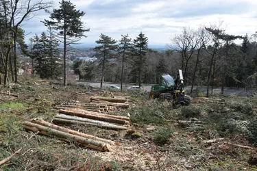 Victimes des sécheresses et des insectes ravageurs, près de 700 arbres abattus dans la forêt de Châtel-Guyon (Puy-de-Dôme)