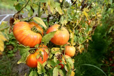Fruits et légumes dans le Puy-de-Dôme : entre importants dégâts et production tardive