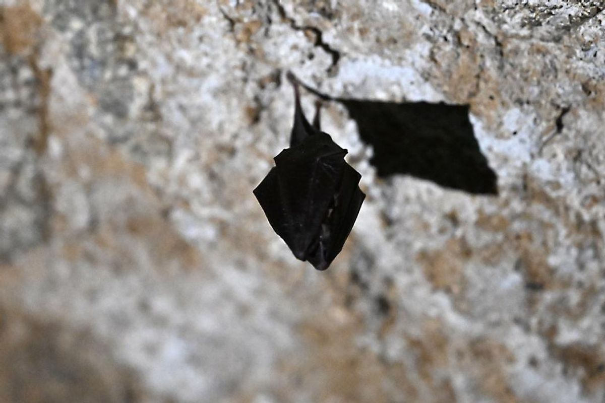 Comment le virus Nipah se transmet ou non à l’homme - Le Journal du Centre