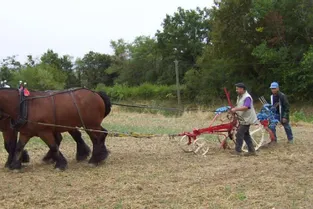 La récolte des pommes de terre se fait aussi à cheval !