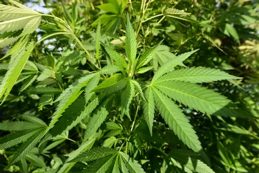 Près de deux kilos d'herbe de cannabis saisis chez un cultivateur à Concèze (Corrèze)