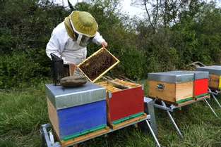 Puy-de-Dôme : la production de miel a été divisée par deux cette année