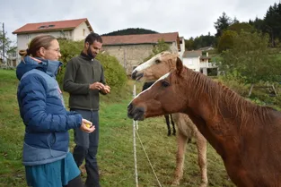 Les chevaux écolos d'Arconsat, l'un des nombreux projets en Livradois-Forez candidats au Budget éco-citoyen du Puy-de-Dôme
