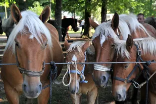 Le Syndicat des éleveurs de chevaux de races lourdes à l’heure des bilans à Riom-ès-Montagnes