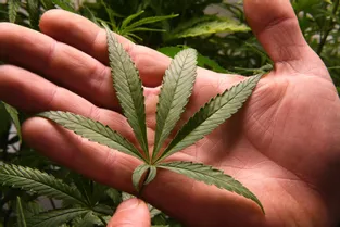 La toute première filière française du cannabis thérapeutique ne demande qu'à fleurir à Féniers (Creuse)