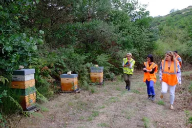 Des abeilles butinent au centre d'enfouissement de Vichy Val d'Allier