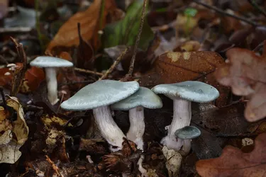 Connaissez-vous le clitocybe anisé, champignon comestible présent en Corrèze ?